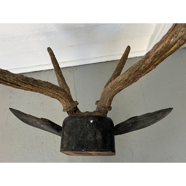 Antique 19th Century Folk Art Carved Wood Black Forest Baroque Deer Head & Antlers Wall Trophy For Sale In New York - Image 6 of 12