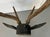 Antique 19th Century Folk Art Carved Wood Black Forest Baroque Deer Head & Antlers Wall Trophy For Sale In New York - Image 6 of 12