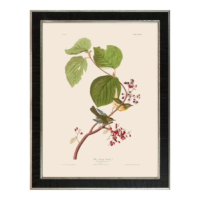 Pine Swamp Warbler Duchess Edition, After Audubon Reproduction Print, Framed For Sale