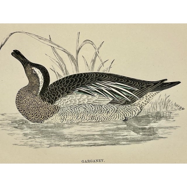 Antique Hand Tinted Bird Print From England Featuring a Brown & White Garganey - Circa 1888 For Sale - Image 4 of 11