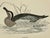 Antique Hand Tinted Bird Print From England Featuring a Brown & White Garganey - Circa 1888 For Sale - Image 4 of 11