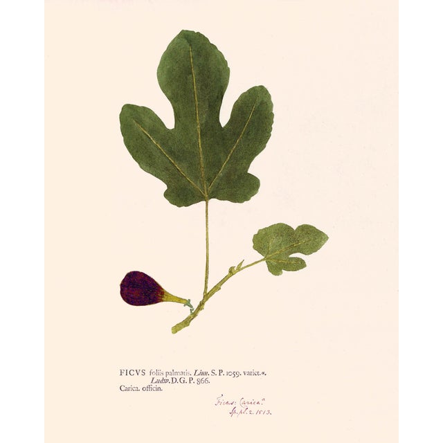 Antique Botanical Set in Oxblood - Set of 8 16" X 20" For Sale - Image 11 of 11