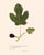 Antique Botanical Set in Oxblood - Set of 8 16" X 20" For Sale - Image 11 of 11