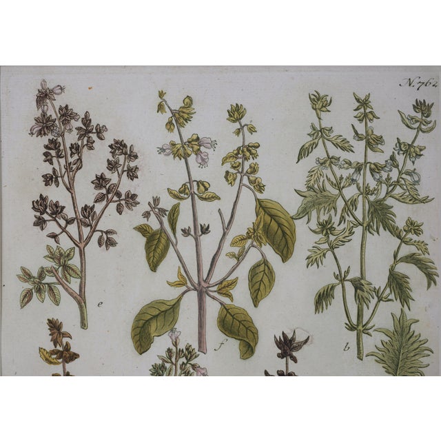 Antique Weinmann Framed Botanical Engraving – Basil (Ocimum) From Phytanthoza Iconographia Wall Decor For Sale - Image 4 of 4