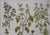 Antique Weinmann Framed Botanical Engraving – Basil (Ocimum) From Phytanthoza Iconographia Wall Decor For Sale - Image 4 of 4
