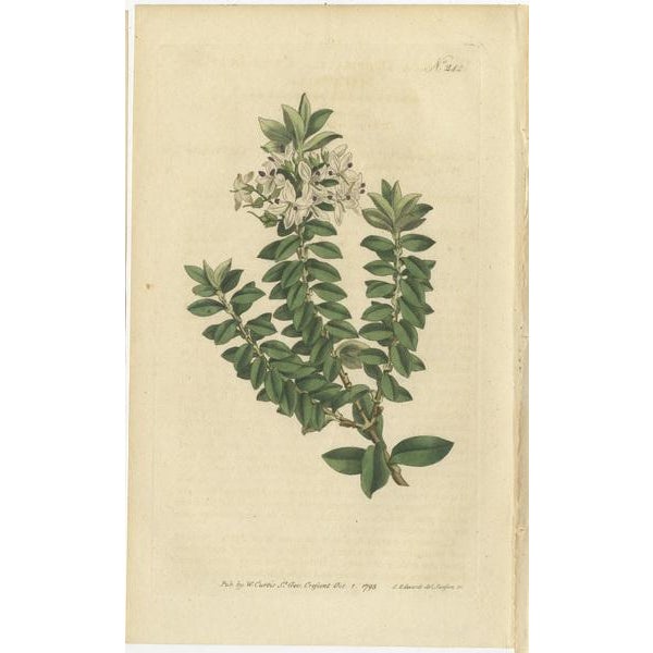 Curtis, Struthiola, Speedwell, Phylica, 1794, Prints, Set of 3 For Sale - Image 4 of 6