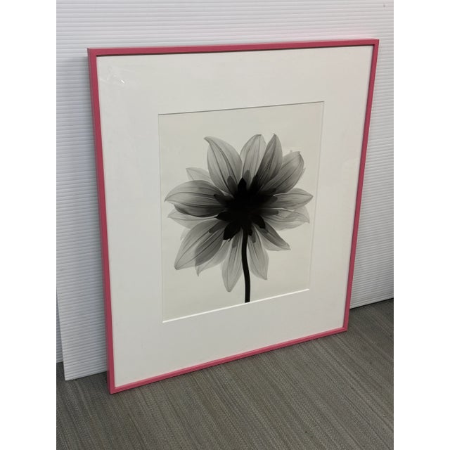 Design Plus Gallery presents a Stefano Massei "Daisy" an Original Photograph from 2004. The "Daisy" is captivating study...