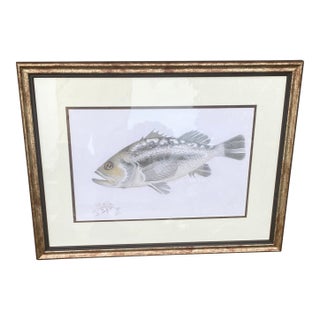 Vintage Original Color Pencil Framed Artwork of a Rockfish, Signed by Artist Kenneth Dust . 19 by 25” For Sale