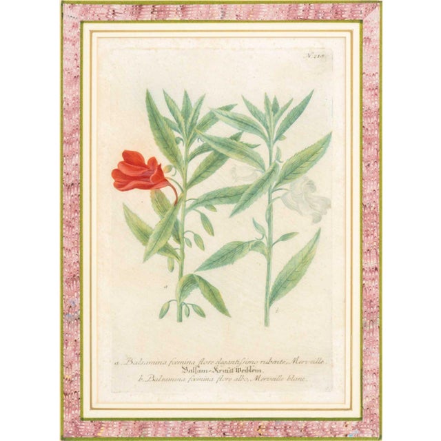 Illustration Johann Wilhelm Weinmann Botanical Engravings, Pair For Sale - Image 3 of 14