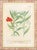 Illustration Johann Wilhelm Weinmann Botanical Engravings, Pair For Sale - Image 3 of 14