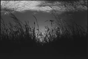 Paul Cooklin, Wild Grasses, Silver Gelatin Photograph