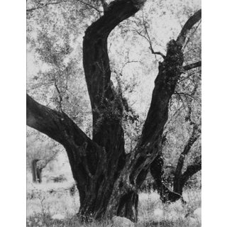 Tree in Rome 1960s Black and White Photograph For Sale