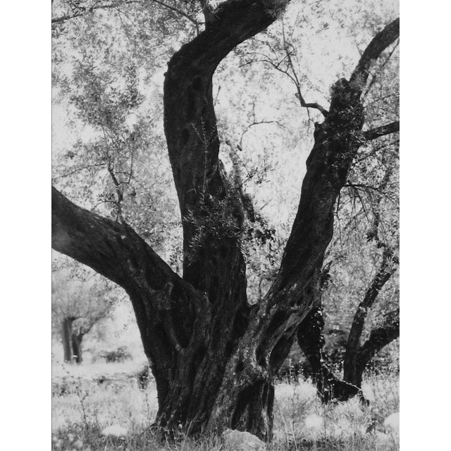 Tree in Rome 1960s Black and White Photograph For Sale
