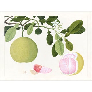 Golden Tropic Botanicals Plate #20, Giclée Print For Sale