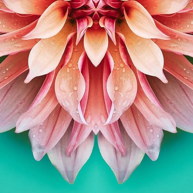 Contemporary "No. 259" Contemporary Botanical Photograph by Erin Derby, Framed For Sale - Image 3 of 6