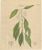Antique Camphor Botanical Print, Laurus Camphora, Hand Colored, c.1831 This botanical engraving depicts Laurus Camphora,...