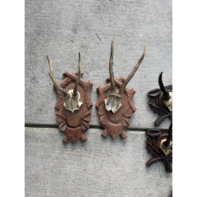 Vintage European Roe Deer Antler Mount Collection — Set of 10 For Sale - Image 4 of 7
