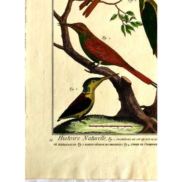 18th-Century Pair of French Hand-Colored Copperplate Engravings of Exotic Birds, by François-Nicolas Martinet For Sale - Image 13 of 18