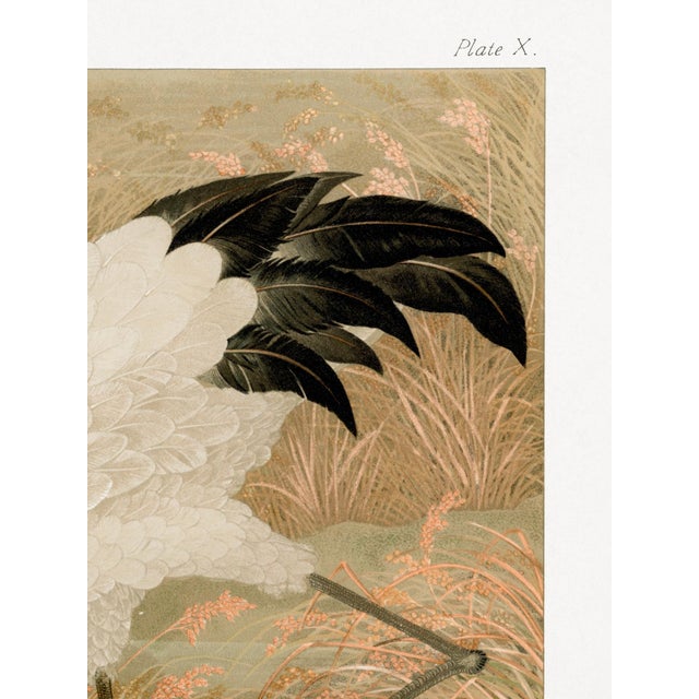Japanese Sarus Crane in Rice Field by G. A. Audsley, Japanese Art Print Reproduction, 18" × 24" For Sale - Image 3 of 7
