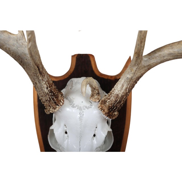 White Mounted Atypical 9 Point Deer Skull - Abnormal Antlers For Sale - Image 8 of 11