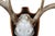 White Mounted Atypical 9 Point Deer Skull - Abnormal Antlers For Sale - Image 8 of 11