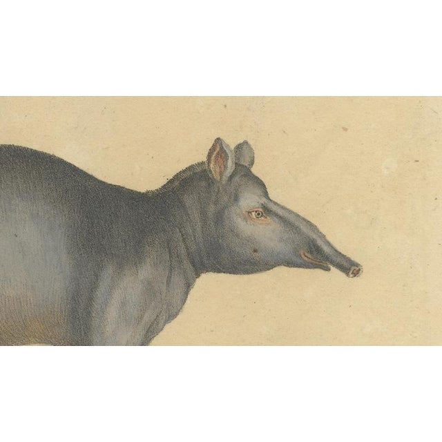 Black Karl Joseph Brodtmann, Tapir Family with Juvenile in Tropical Wetland, 1816, Lithograph For Sale - Image 8 of 10