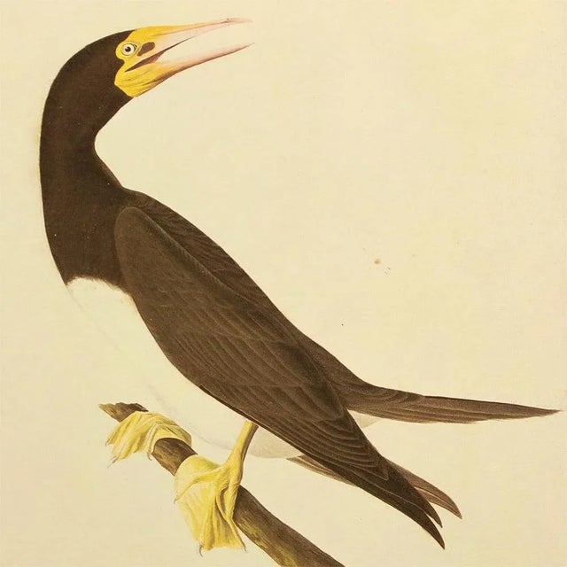 American 1966 Brown Booby After Audubon, Vintage Full-Color Print For Sale - Image 3 of 6