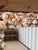 Custom Coastal Seashell Wall Mirror With Coral & Mixed Shell Mosaic Frame For Sale - Image 9 of 12