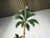 Brown Mid 20th Century Mid-Century Modern Painted Tôle 10-Arm Palm Tree Light Fixture with Green Leaves For Sale - Image 8 of 10