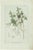 Buchoz, Clematis Species, 1785, Print For Sale - Image 5 of 5