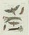 Bertuch, Exotic Moths and Caterpillars, 1800, Engraving For Sale - Image 9 of 9