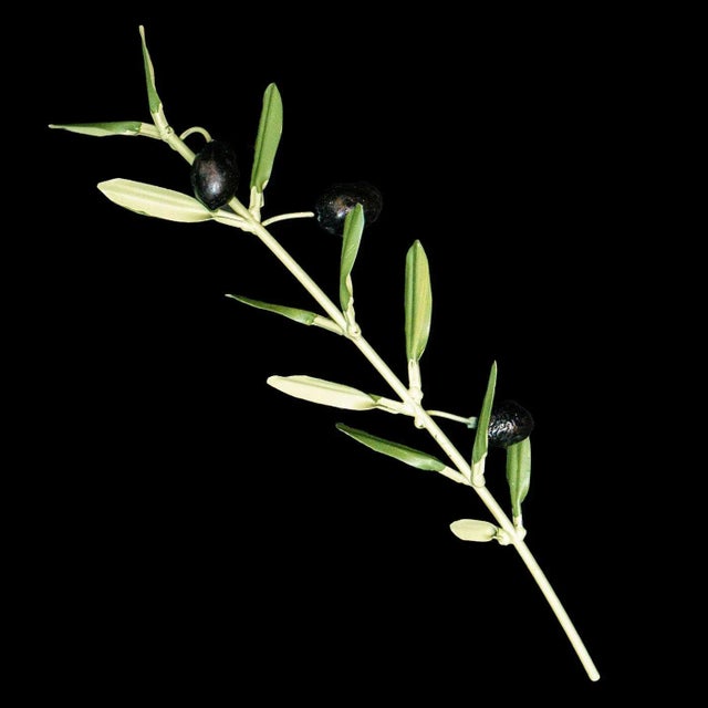 Mediterranean Pair of Olive Branch Sculptures For Sale - Image 3 of 7