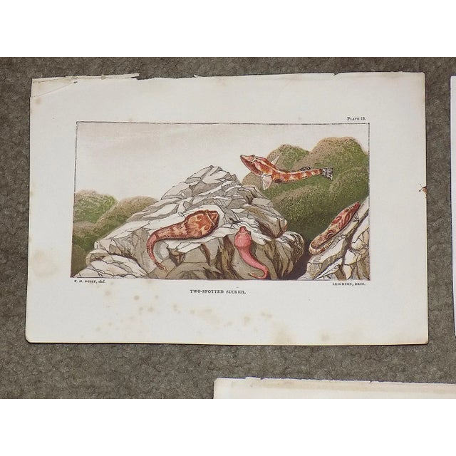 This set of seven (7) diminutive antique 19th century chromolithographs (each color was laid in with a separate...