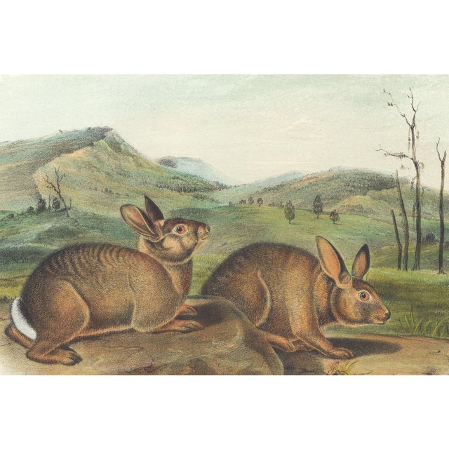 Original first edition Audubon stone lithograph from "The Viviparous Quadrupeds of North America", octavo edition, printed...