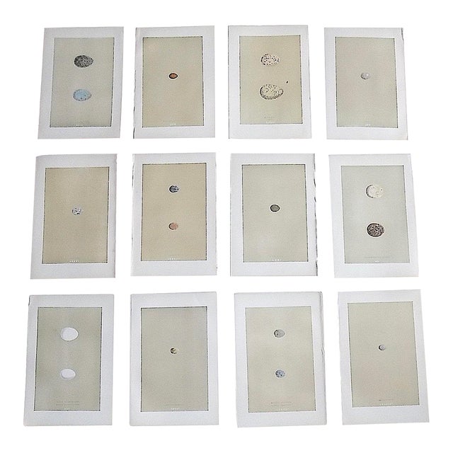 Authentic Antique 19th Century Hand Colored Egg Lithographs - Set of 12 For Sale