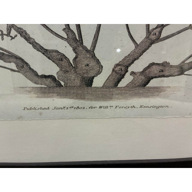Traditional Natural Curiosities “St. Germain Pear-Tree” Oversized Botanical Print, For Sale - Image 3 of 10