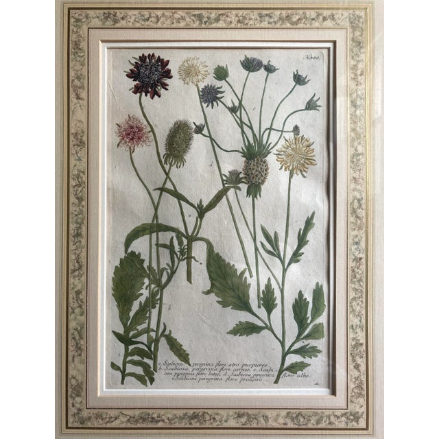 Copper Plated Botanical Engravings From Johann Wilhelm Weinmann‘s Phytanthoza Iconographia Circa 1700s Germany - Set of 4 For Sale In Denver - Image 6 of 13