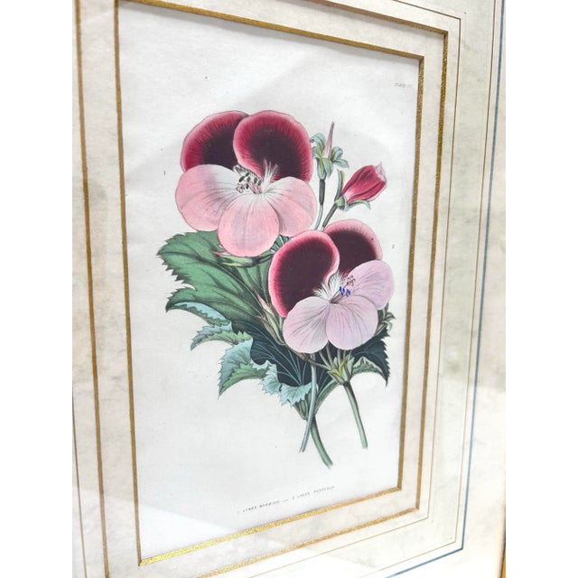 A beautiful pair of 19th-century hand-colored botanical engravings depicting geraniums, presented in elegant gilt frames....