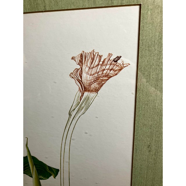 Green Vintage Framed Botanical Lithographic Print of Zantedeschia Aethiopica (Calla Lily) by Thalia Lincoln. For Sale - Image 8 of 18
