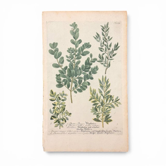 18th Century Pair of 18th Century Hand-Colored Botanical Prints — Abies & Boxwood by Johann Wilhelm Weinmann For Sale - Image 5 of 9