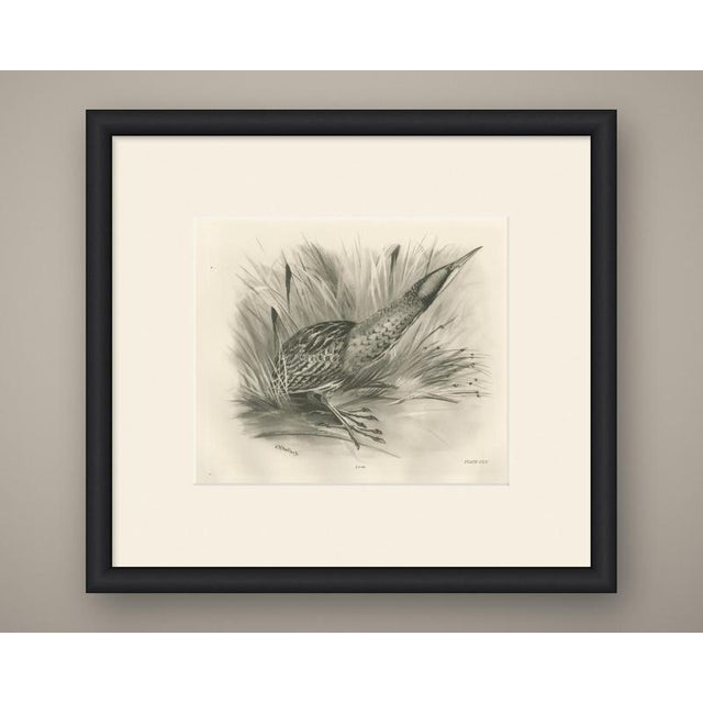 This antique bird print shows a bittern in the open at the foot of a reed bed, the whole plumage mottled and barred in...