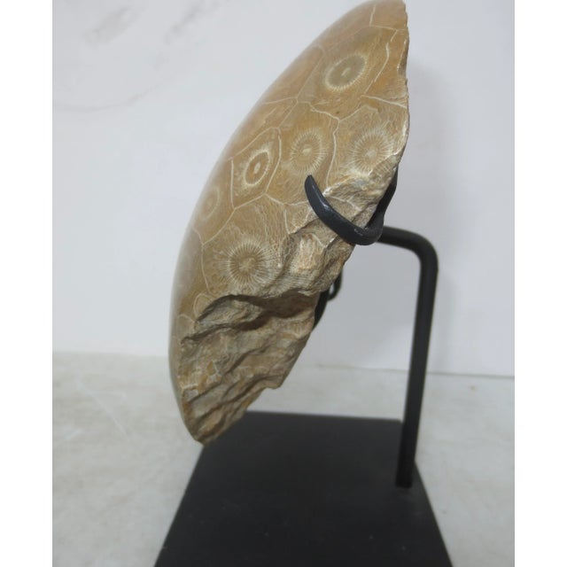 Contemporary Petoskey Fossil Stone Museum Mount Specimen For Sale - Image 3 of 6