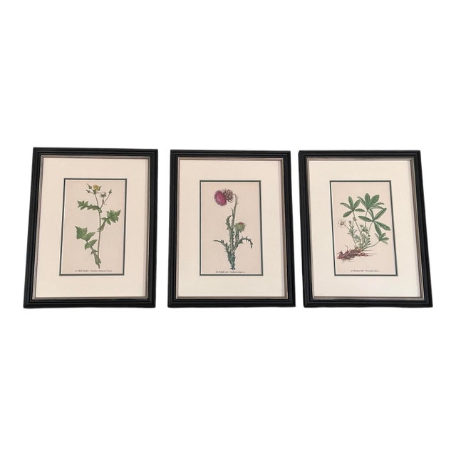 Framed Vintage Botanical Prints Set of 3 - Authentic Czech 1938 Prints For Sale