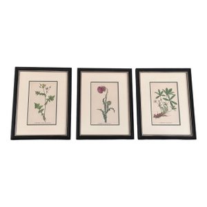 Framed Vintage Botanical Prints Set of 3 - Authentic Czech 1938 Prints