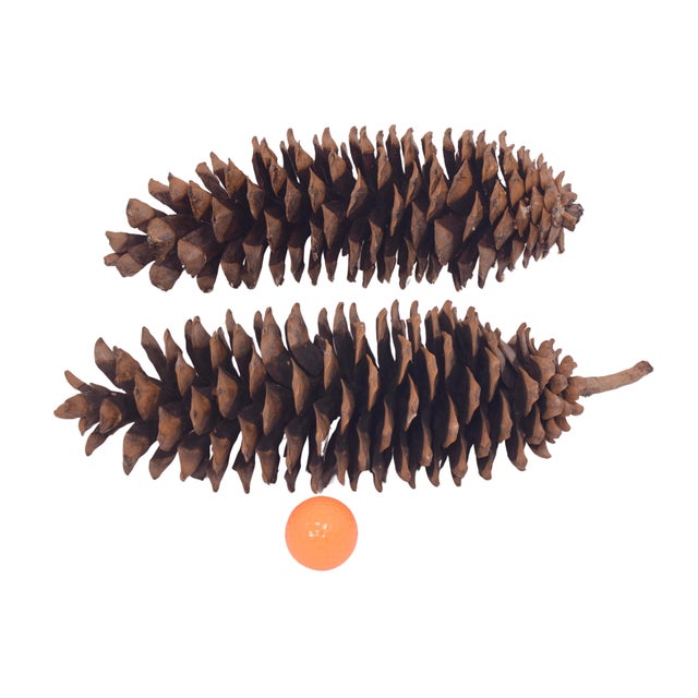 A set of two giant 13 to 15 inch highly textured natural pinecones for a rustic woodsy vintage organic accent. Harvested...