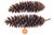 A set of two giant 13 to 15 inch highly textured natural pinecones for a rustic woodsy vintage organic accent. Harvested...