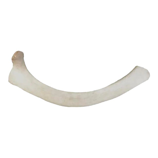 Very Large 19th Century 44 Inch Fossilized Whale Bone For Sale