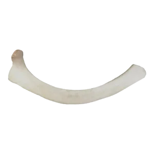 Very Large 19th Century 44 Inch Fossilized Whale Bone