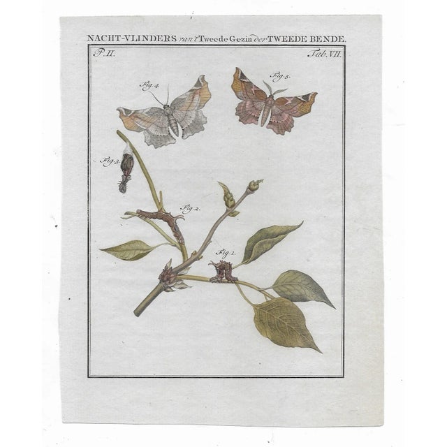 Hand colored engravings of moths and butterflies from "Beschouwing der wonderen Gods in de Minstgeachtte Schepzelen of...