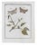 Hand colored engravings of moths and butterflies from "Beschouwing der wonderen Gods in de Minstgeachtte Schepzelen of...